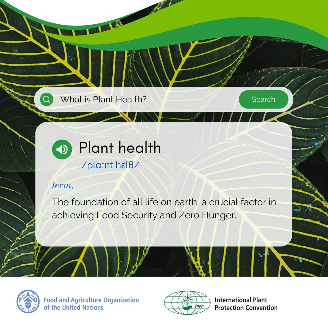ippcnews's tweet photo. #PlantHealth is the foundation to all life on earth. 
🌱💚🌍 

We must keep plants healthy to achieve #ZeroHunger for all. 
👩🏽‍🌾👵🏼👳🏾👩🏻‍🦰🧒🏾 https://t.co/baL9w9lsDt