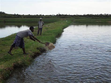 ITegulle's tweet photo. President Museveni particularly advised the people of Teso and Lango sub-regions to use the edges of swamps to open up ponds for fish farming instead of growing rice that destroys the water bodies.
@KagutaMuseveni
@GovUganda
#LetsBuildUG
#UgMoving4wd https://t.co/B0AUZWhXAT