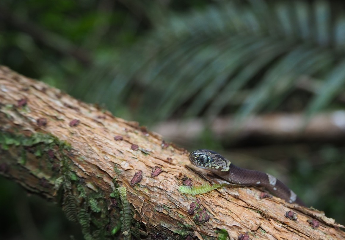 CNRS_Nouragues's tweet photo. 🐍#serpent #dipsas indica observé dans la zone dédiée à la #recherche du camp #Inselberg @CNRS_Nouragues / 🐍#snake #dipsas indica observed in the #research area of ​​the #Inselberg camp @CNRS_Nouragues - 📸 Ugo Lorioux-Chevalier https://t.co/Xvi4Rt6GIF