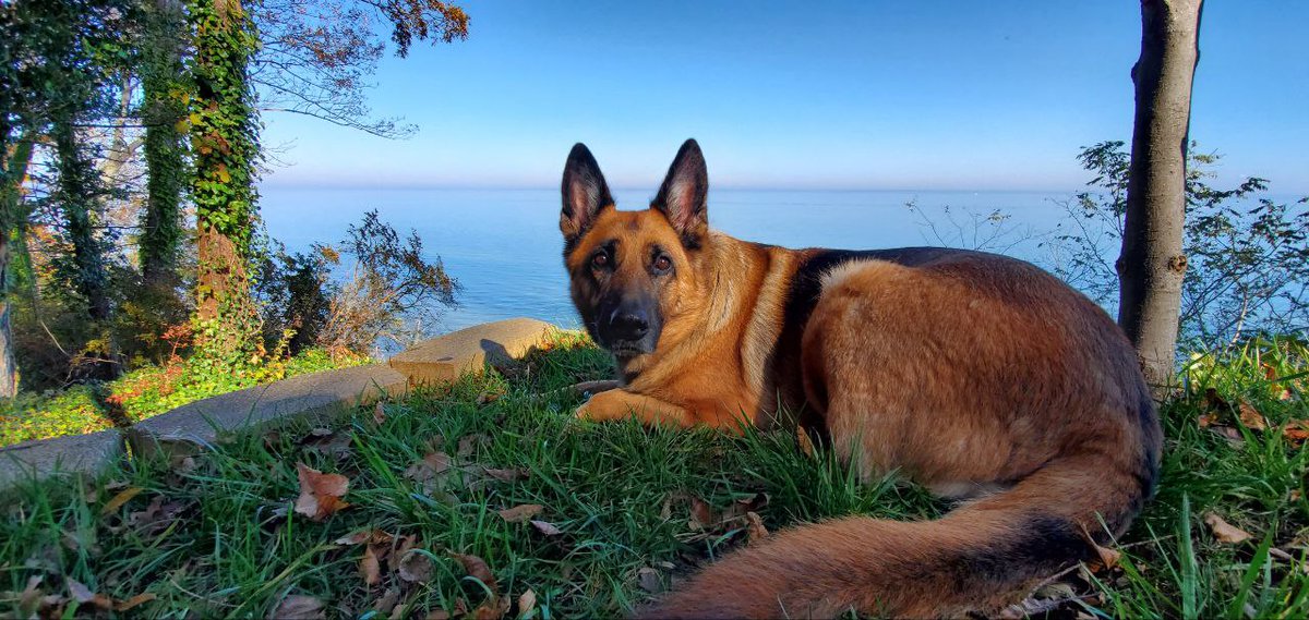 German Shepherd Cafe tweet media