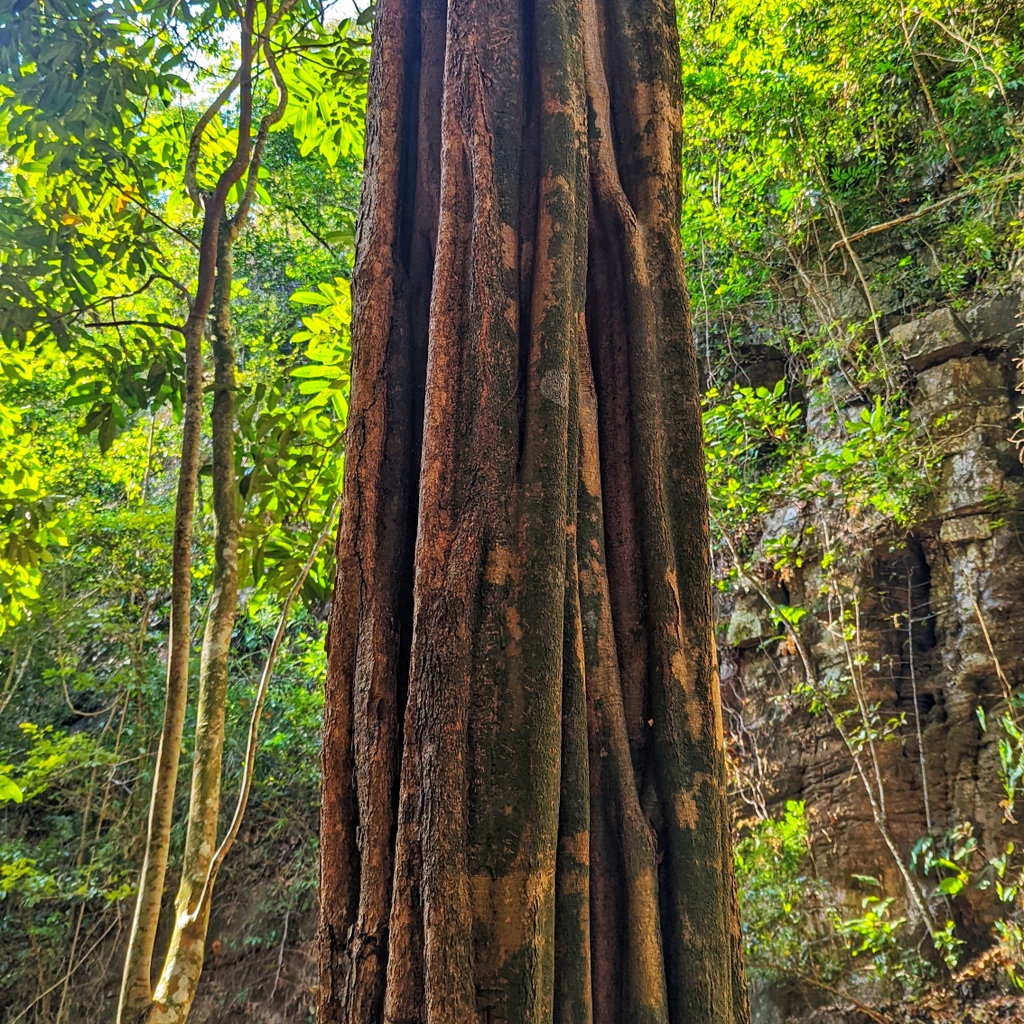 SnowAndCurt's tweet photo. Check out the cool vines covering this tree on our jungle hike! Dry waterfalls.... canyons.... monkeys... and some intense climbing! It was a fun day even if I (Snow) couldn't make it up one of the climbs! 

# https://t.co/3YIEowzmj3