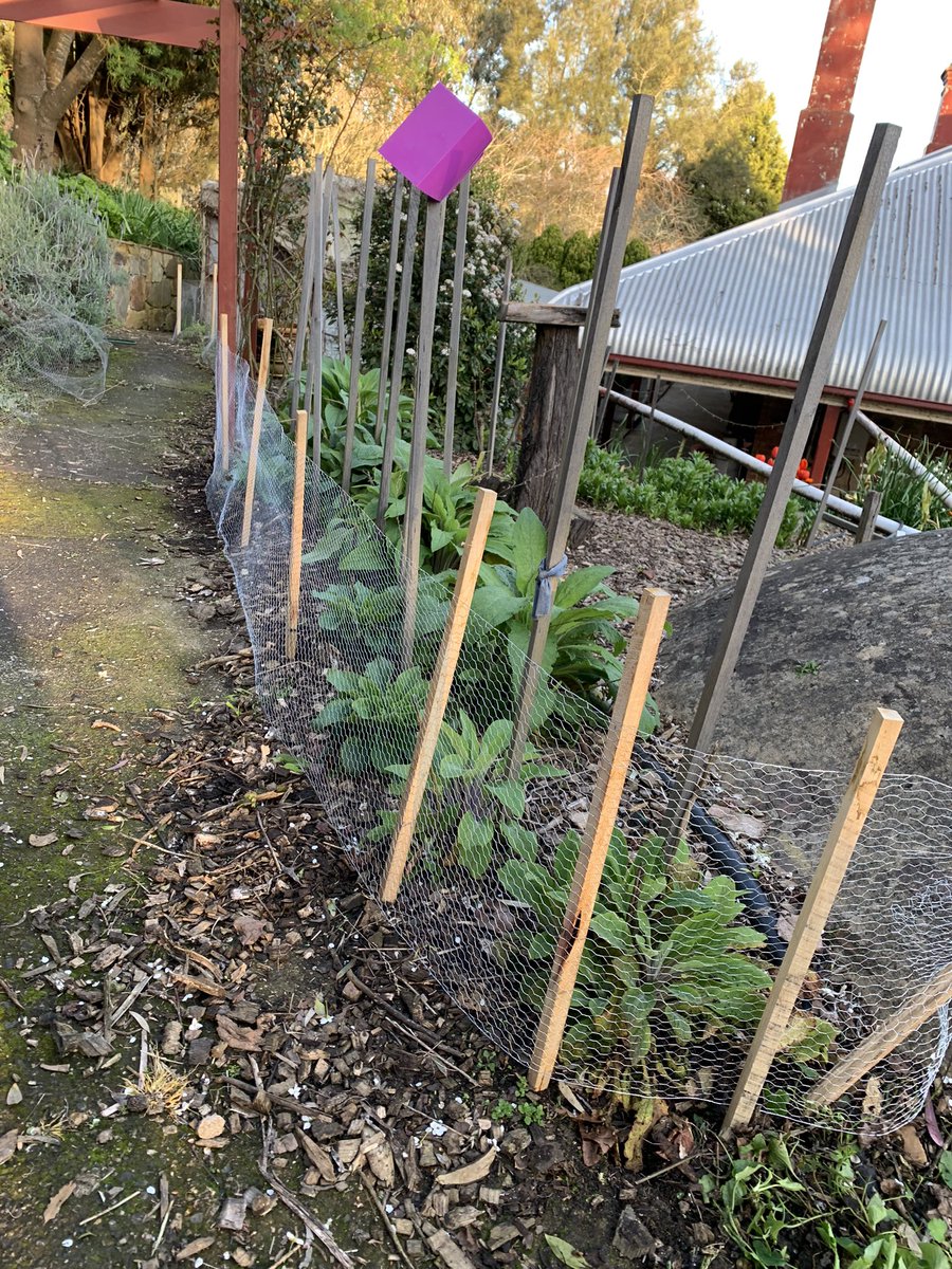 JamesASexton's tweet photo. Rabbit proofing the rose garden first time in 15 years, cheeky buggers #olddog #rabbits #pruningroses @toddthepainter https://t.co/ZKWWHGLFx1