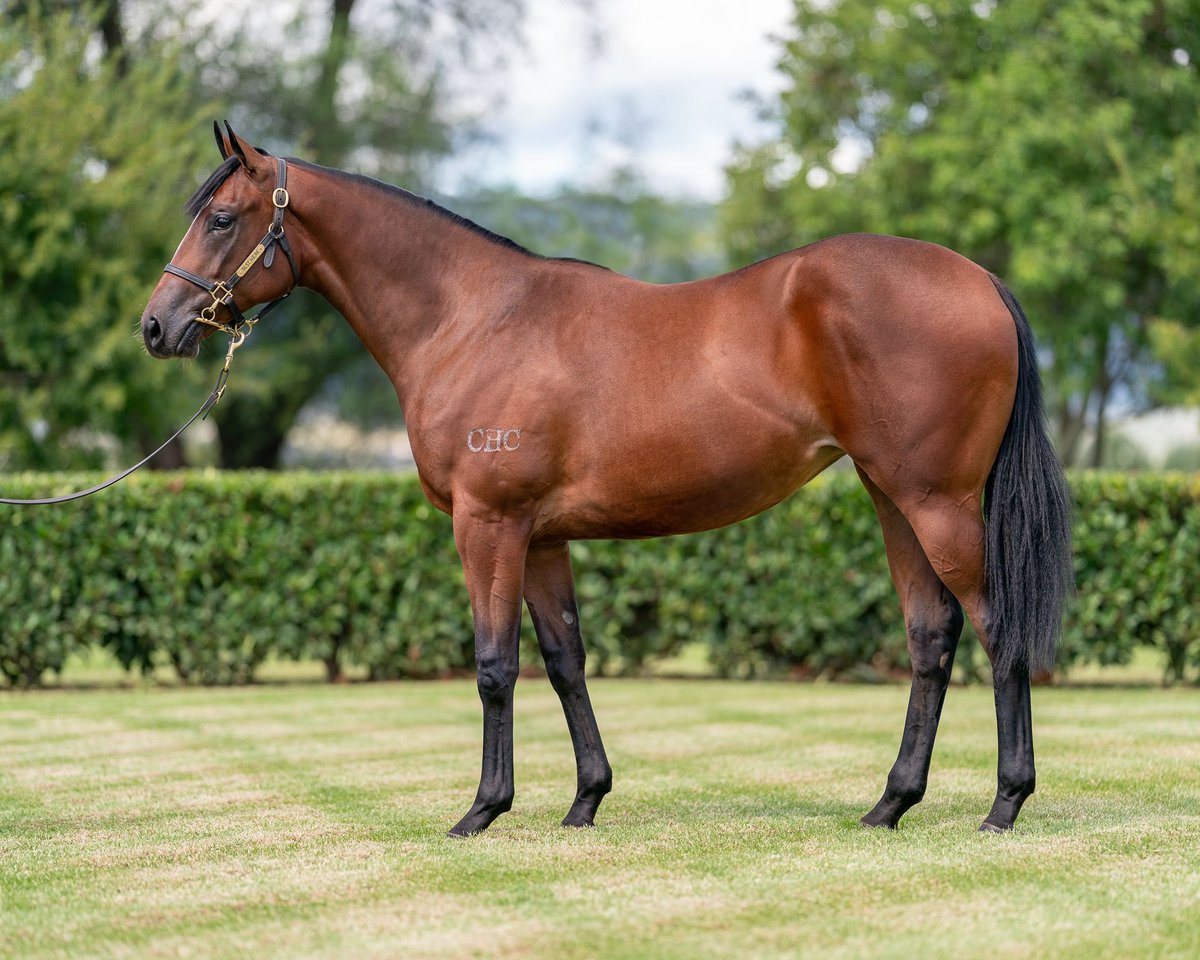 Chinahorseclub's tweet image. Fantastic to have two #chcbreds saluting at the first 2yo trials @royalrandwick this morning‼️

Looks like they will be heading to the Gimcrack and Breeders Plate respectively for their connections.

#chcsellers #PerfectProposal #Ozzmosis