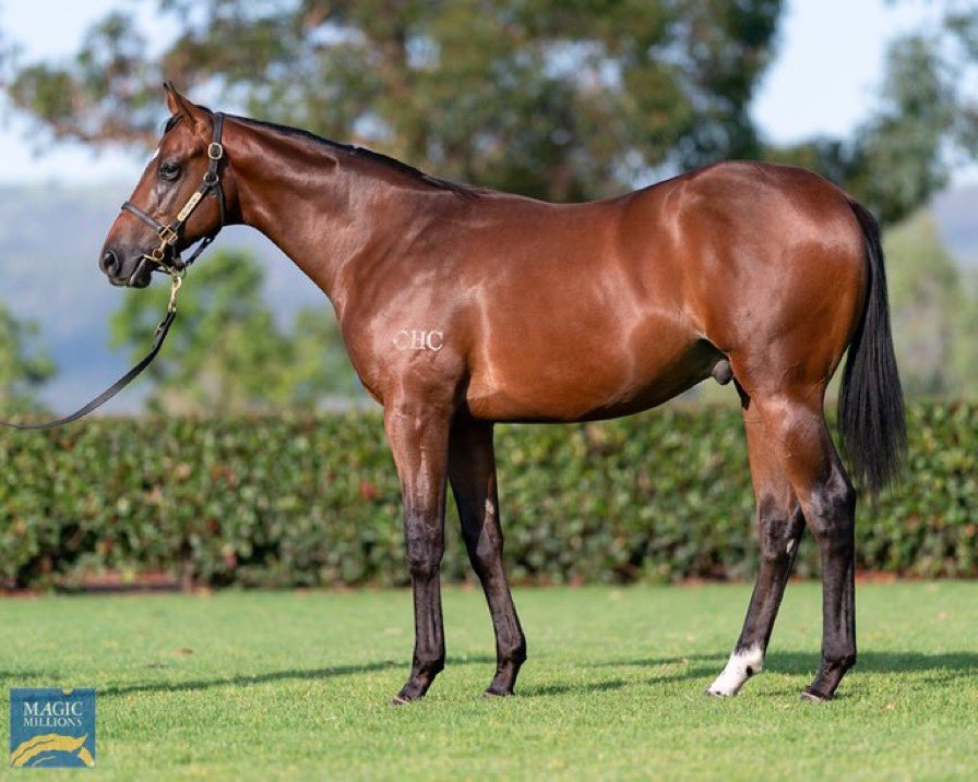 Chinahorseclub's tweet image. Fantastic to have two #chcbreds saluting at the first 2yo trials @royalrandwick this morning‼️

Looks like they will be heading to the Gimcrack and Breeders Plate respectively for their connections.

#chcsellers #PerfectProposal #Ozzmosis