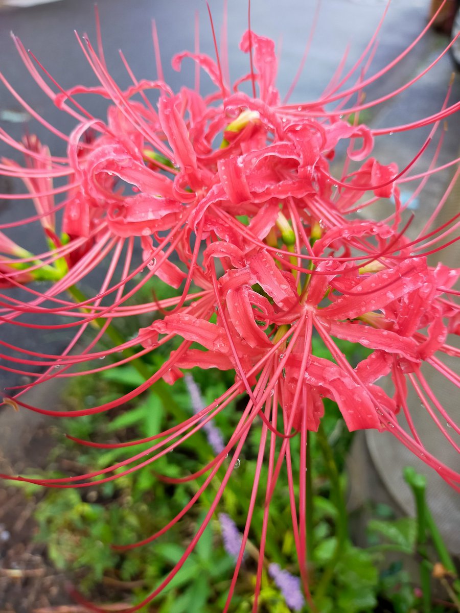 EBIKAMA's tweet photo. #曼珠沙華 
#鎌倉の曼珠沙華 
季節の移ろいを感じます https://t.co/epbkvxKyTO