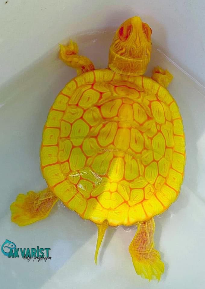 Akvaristbilgi's tweet photo. 💛 Albino-River Cooter.A Rare Gem ! 💛
📷Mitch Whyte
.
.
#turtle #turtles #turtle🐢 #turtleturtle #turtleface #turtlesofinstagram #aquariums #aquariumfish #tropicalfish #aquariumlife #plantedaquarium #aquariumsofinstagram #reeftank #freshwater #nature #cichlids #keşfet https://t.co/OLBuwP7Cok