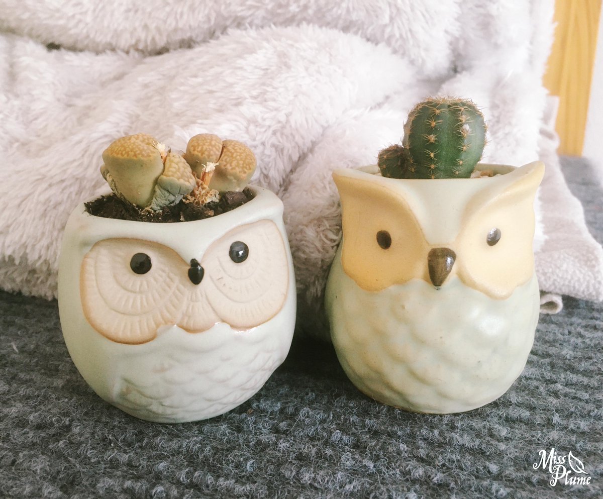 LePlumeux's tweet photo. Foire aux succulentes ce weekend 🌵
J'ai pas pu résister 💚😍
#achatcompulsif https://t.co/4ftsv4lPxN