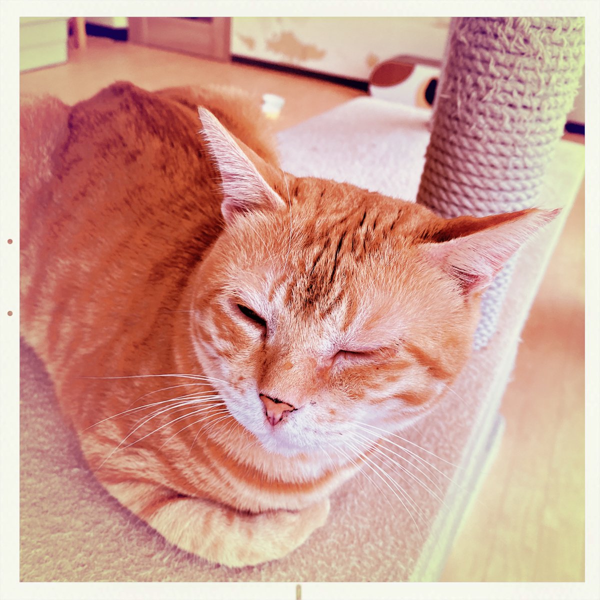 obi_wan_eclipse's tweet photo. #猫式 #cat #ShotoniPhone #Hipstamatic #ScottS #AlfredInfrared #Apollo https://t.co/QaFXje5by7