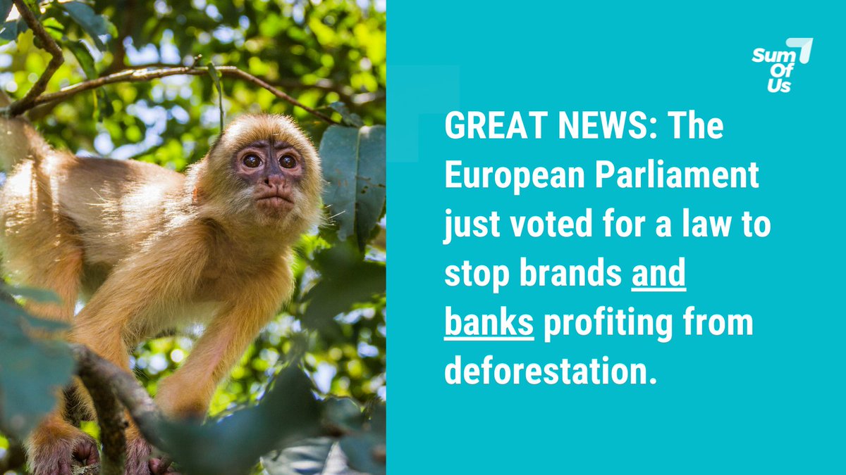 In case you missed it: Last week, the European Parliament voted for a law to stop brands **and banks** profiting from deforestation. 

All eyes on European governments now -- don't weaken the law!

#Together4Forests
ℹ clientearth.org/latest/press-o…