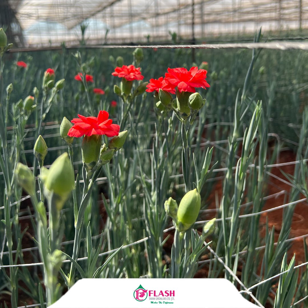 FlashFlower's tweet photo. Mutlu haftalar dileriz 🌺
#Carnation #Karanfil
#flashflowers 💐#biçiçekyeter #makesthedifference #farkyaratır https://t.co/uCCcKJIoLQ