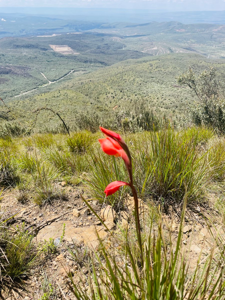 Njeriwaridi's tweet photo. Thereβs always that one stoic flower π€©
#whywehike https://t.co/kSnwr7jUMq