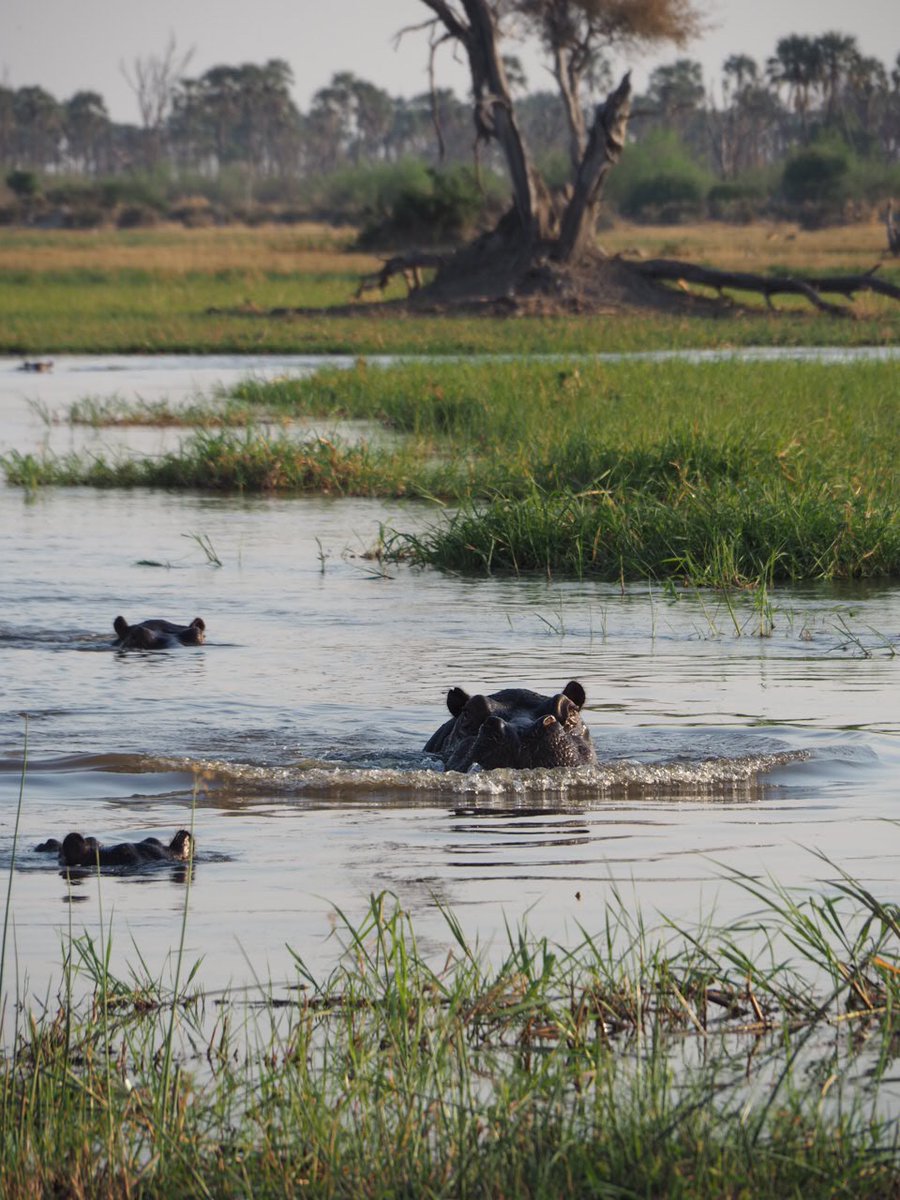 Dr Anna Bedenk-Smith (she/her) tweet media