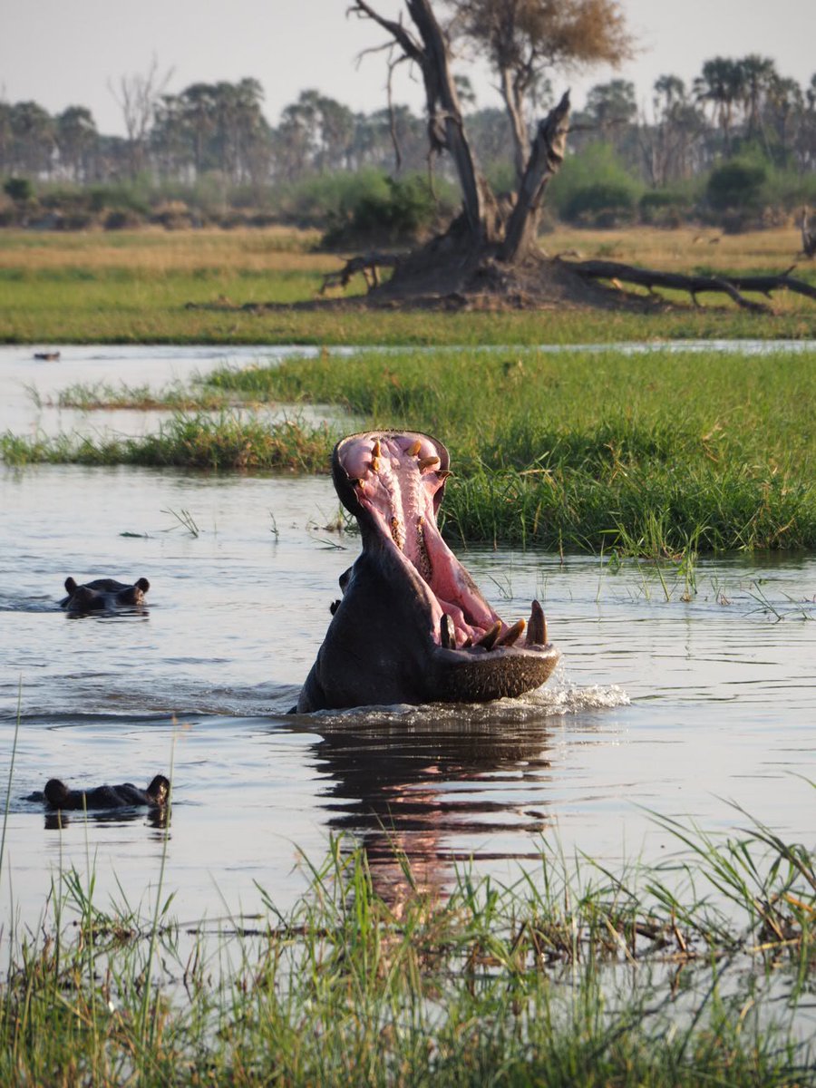 Dr Anna Bedenk-Smith (she/her) tweet media