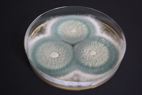 Oliver Kurzai tweet media