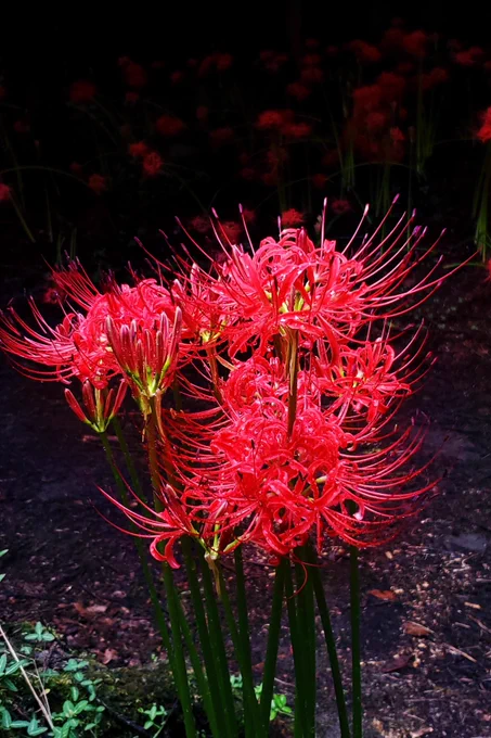 彼岸花の季節なので写真撮ってレタッチしてみた 