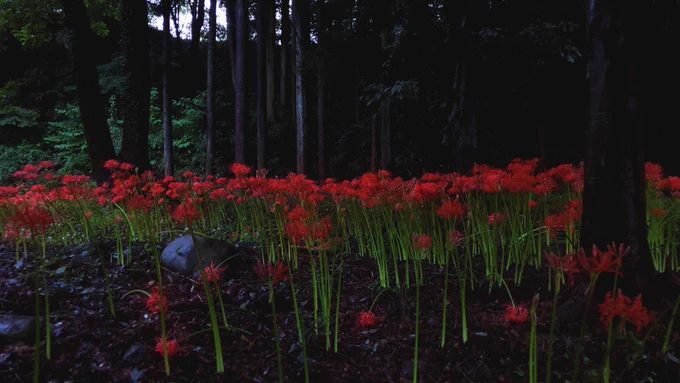 彼岸花の季節なので写真撮ってレタッチしてみた 