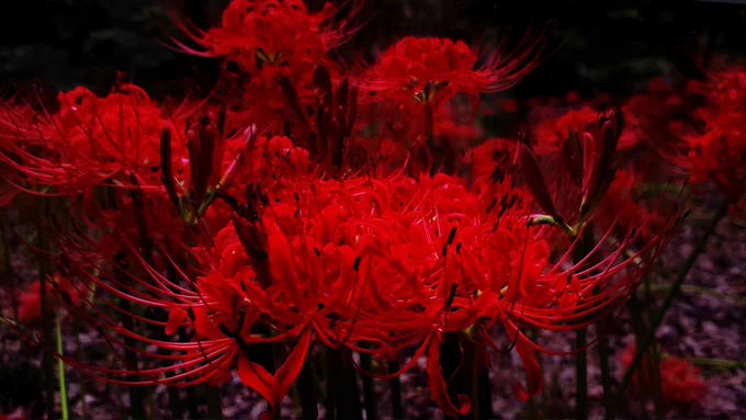 彼岸花の季節なので写真撮ってレタッチしてみた 