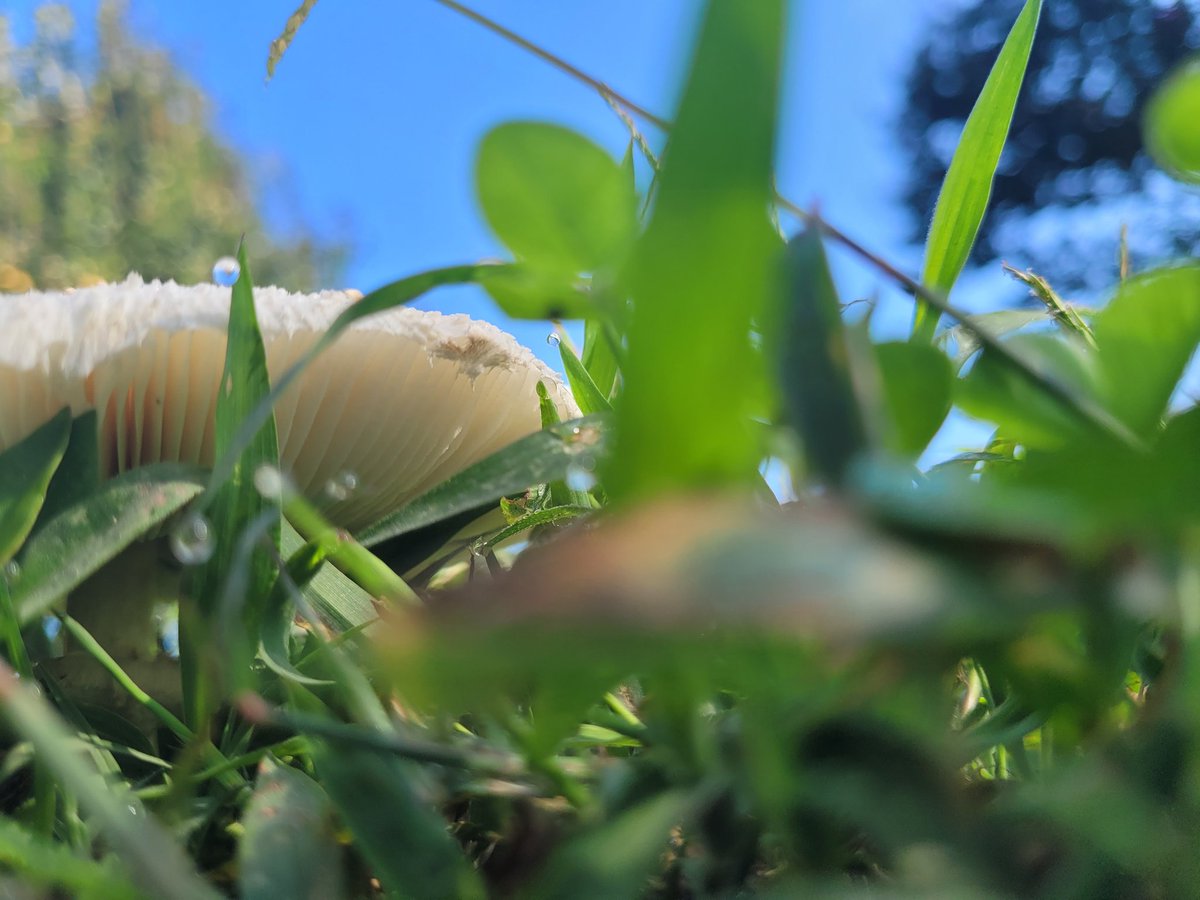 medicatedboy's tweet photo. its my birthday, and yesterday i made a sport print of a big Chlorophyllum molybdites- #falseparasol #mushroom https://t.co/febqOD60wW