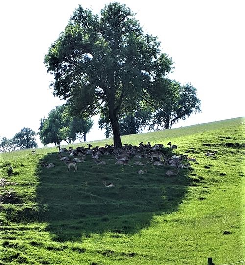 Greenisamissio1's tweet photo. I don't really like to repeat myself, but sometimes it can't be said often enough, we need more trees worldwide. Every creature here on earth is happy to find shade when the sun burns on its body.💚🌿🌲🌱☘️🌳🍀💚 https://t.co/9VhgtJpdCP