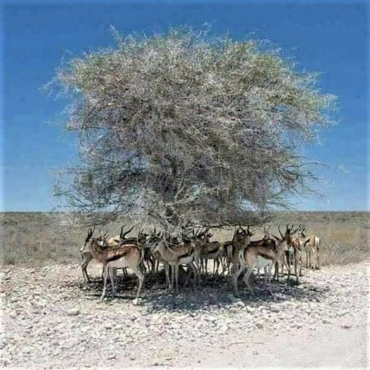 Greenisamissio1's tweet photo. I don't really like to repeat myself, but sometimes it can't be said often enough, we need more trees worldwide. Every creature here on earth is happy to find shade when the sun burns on its body.💚🌿🌲🌱☘️🌳🍀💚 https://t.co/9VhgtJpdCP