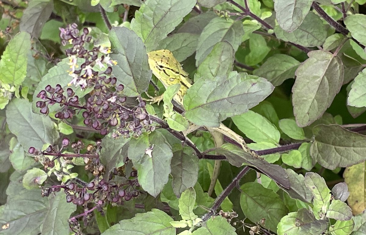 Gardening is easy let’s not complicate it… 

Ok how would you invite & harbour a #GardenLizard in your garden ?

It’s simple.. grow (bushy) #HolyBasil & there’s a 90% chance that a garden lizard would make it their home !

#MacroMonday #natgeoindia #IndiAves #GardeningTwitter