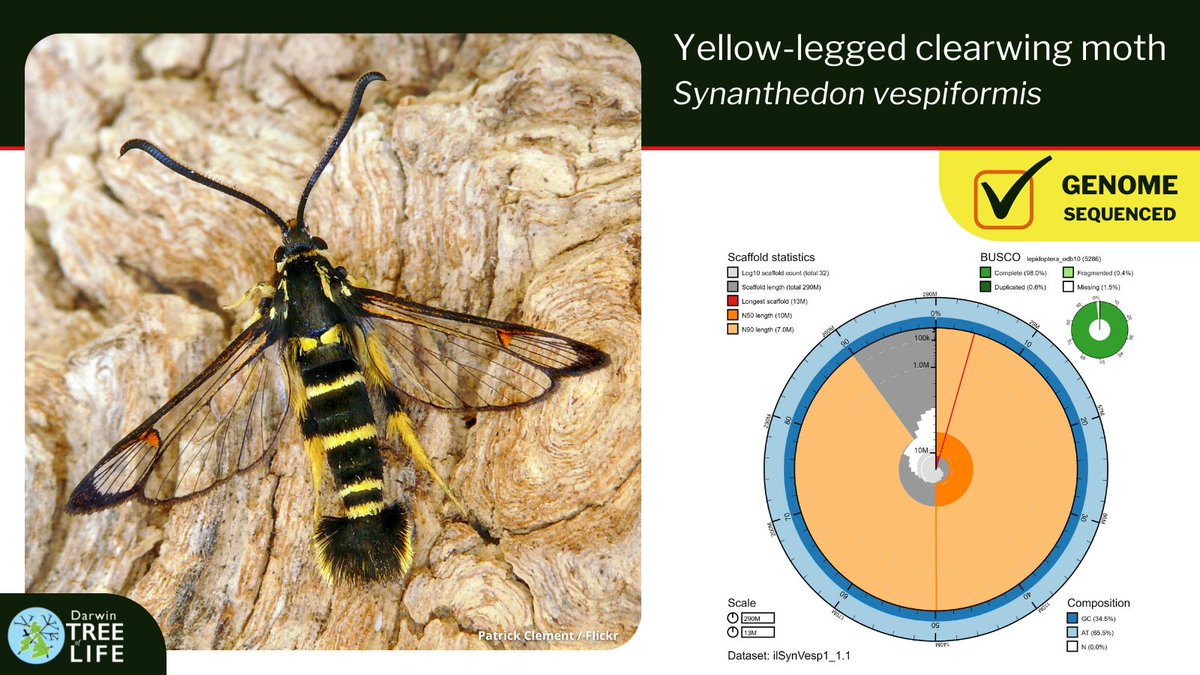The latest #GenomeNote from the @darwintreelife, sequenced here @sangerinstitute 🧬
S. vespiformis is actually a MOTH which uses wasp mimicry. 🦋🐝 Recent research using pheromone lures showed it to be much more widespread than previously thought.
