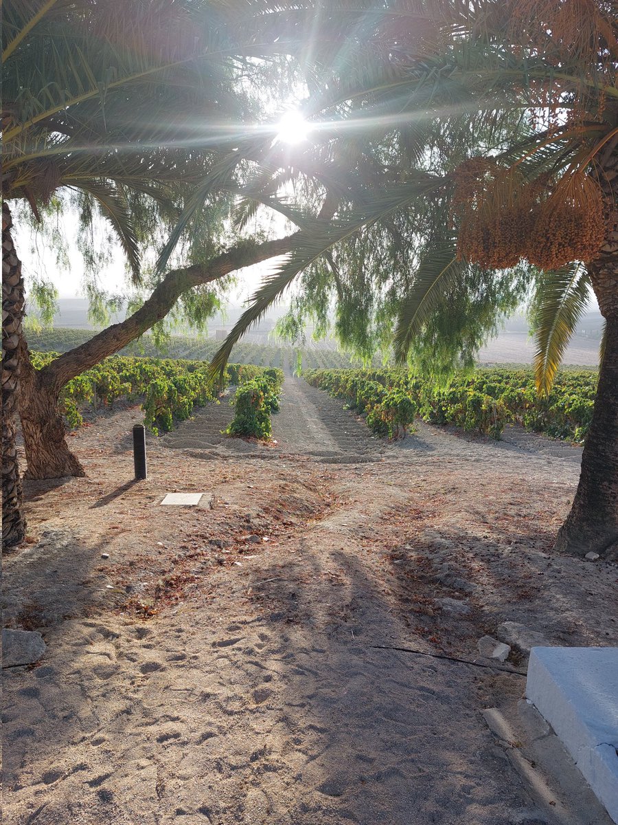 Sol de septiembre, amanece en Carrascal. La luz alumbra las cepas que exhaustas, aguardan pacientes que el otoño desnude sus brazos y pare su sangre, hasta que la primavera llegue.
#LaCanariera #GonzálezByass
#SherryRevolution