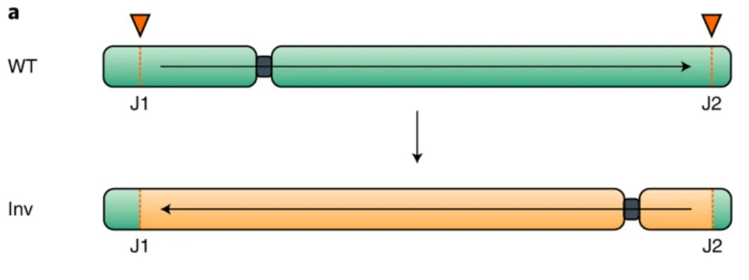 New Letter: "Massive crossover suppression by CRISPR–Cas-mediated plant chromosome engineering" rdcu.be/cVQOU

Chromosome engineering to invert a 17.1 Mb fragment on chr. 2 in Arabidopsis: meiotic recombination could be suppressed in nearly the entire chromosome.