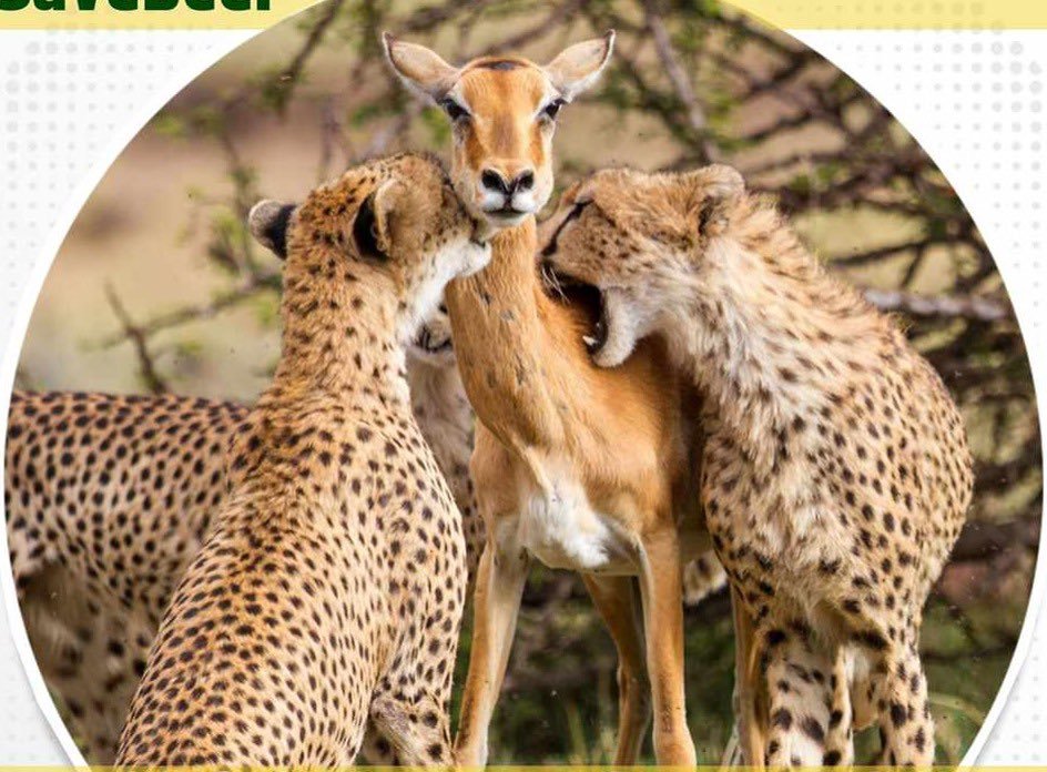 #Delhi: कूनो पार्क में चीतों के लिए हिरण छोड़ने से बिश्नोई समाज आहत

अखिल भारतीय बिश्नोई महासभा ने लिखा प्रधानमंत्री मोदी को पत्र, चीतों के भोजन के लिए चीतल-हिरण छोड़ने पर जताई नाराजगी, कहा...

<a href="/narendramodi/">Narendra Modi</a> <a href="/NagarAdditi/">Aditi Nagar</a> <a href="/moefcc/">MoEF&CC</a> <a href="/PMOIndia/">PMO India</a>