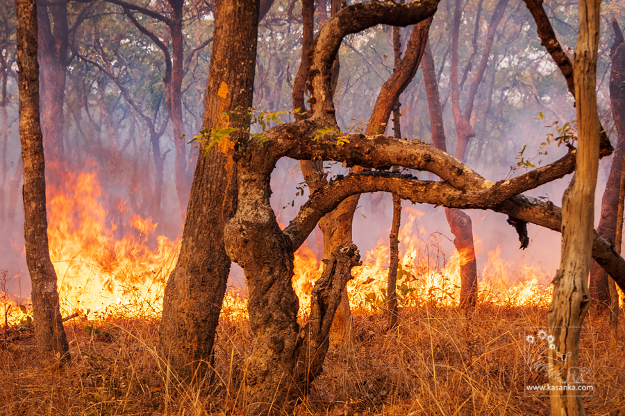 KasankaTrust's tweet image. Illegal fires at Kasanka National Park!

Yesterday a team of dedicated staff, community scouts and volunteers tackled a huge fire within the national park.  These fires are illegal and yet they continue on an annual basis, putting the lives of people and wildlife at risk.