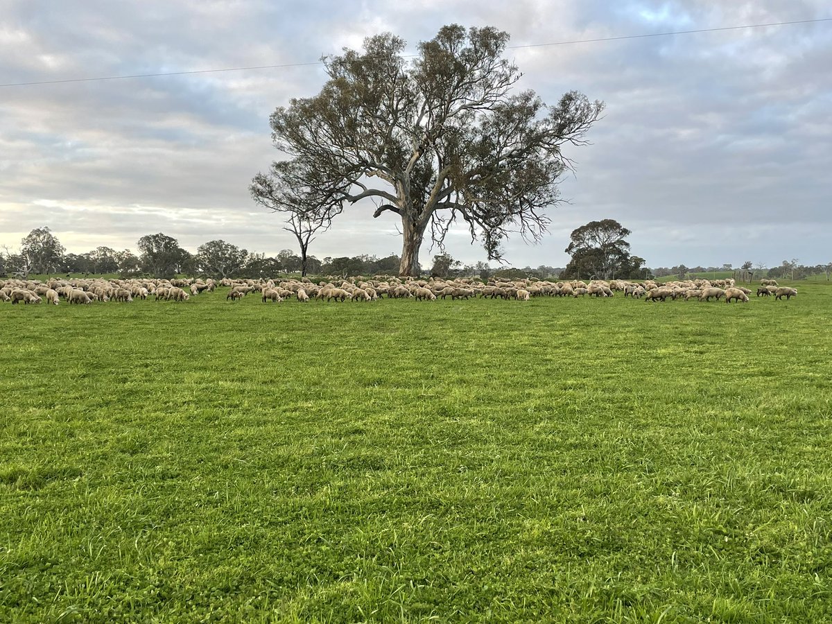 Weaned 24kg ave for twins, drenched, 6:1, multimin and onto fresh clover paddock

Not worried about mum, heads down straight away.. barely a lamb baa in the paddock!@kurra_wirra 

#lowstress #weaningprocess #clover @VirbacFarm
