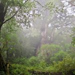 ツイートに含まれる画像