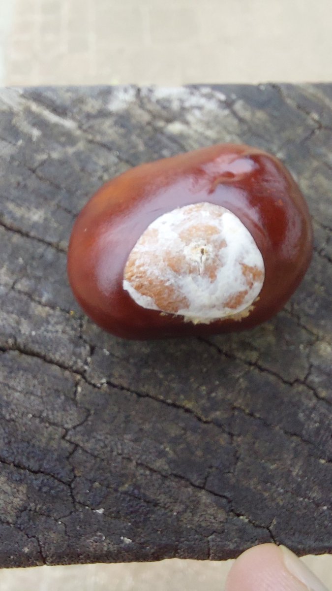 Si_att's tweet photo. Another #Autumnal stroll #Conkers #Hoestream #WalkMoreWorryLess
#Walking4Wellbeing https://t.co/WLALDmqIsQ