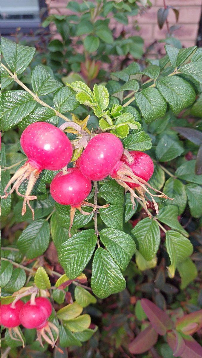 Si_att's tweet photo. Another #Autumnal stroll #Conkers #Hoestream #WalkMoreWorryLess
#Walking4Wellbeing https://t.co/WLALDmqIsQ