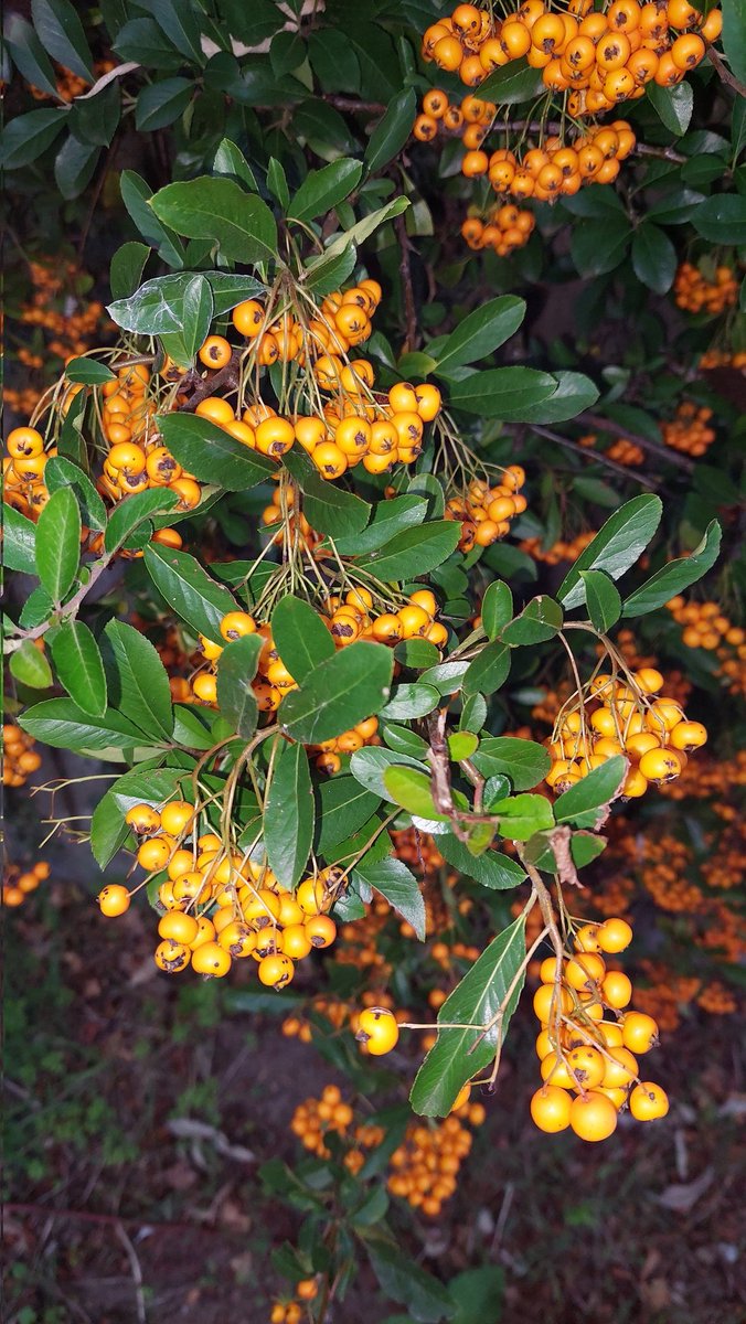 Si_att's tweet photo. Another #Autumnal stroll #Conkers #Hoestream #WalkMoreWorryLess
#Walking4Wellbeing https://t.co/WLALDmqIsQ