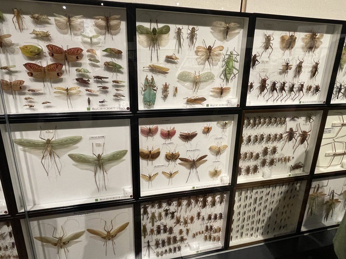 昨日はオータムフェスト行ったり昆虫展行ったりしました。節足動物系はいなかったです 