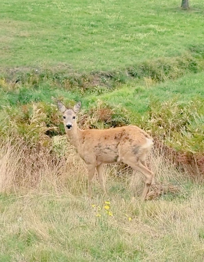 ghostofthomas_'s tweet photo. Oh deer Monday again 😵
Have a good week all ☕️☀️
You get up every morning at the sound of the bell
You get to work late and the boss man's giving you hell....
#SpringsteenLyrics #Night https://t.co/1M0AQF075b