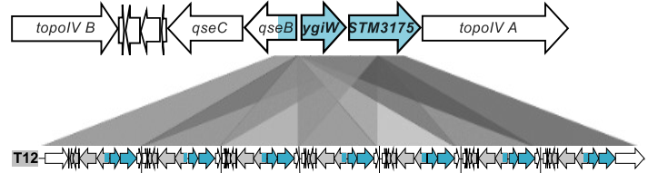 Suessmuth_Lab's tweet photo. Our research into antibiotic resistance mechanisms continues! 
Gene amplifications of a new resistance protein lead to high-level resistance in Salmonella.
Check out our latest preprint with the Fulde lab @biorxivpreprint on #AMR against #albicidin.

https://t.co/pP8WNObbFA https://t.co/PqznWdQWaB