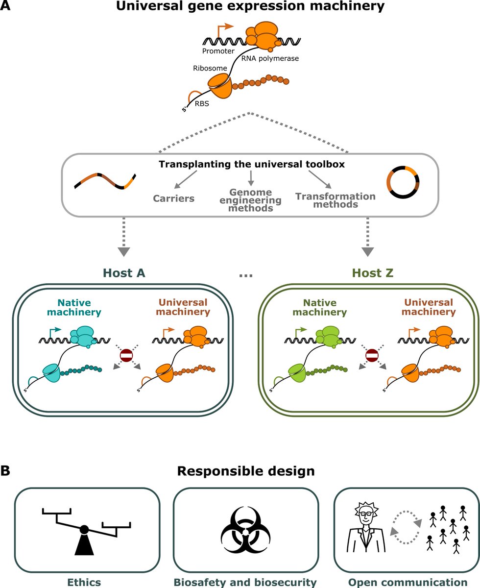 Lien De Wannemaeker (@lienwannemaeker) on Twitter photo Interested in engineering non-standard bacterial hosts for #synbio or industrial biotechnology applications? Then our new review in Biotech Advances will interest you! <a href="/CSB_UGent/">Centre for Synthetic Biology</a> <a href="/FbwUGent/">Faculty of Bioscience Engineering UGent</a> #POSSIBL
authors.elsevier.com/c/1fiVb2d7Ir6k… Interested in engineering non-standard bacterial hosts for #synbio or industrial biotechnology applications? Then our new review in Biotech Advances will interest you! <a href="/CSB_UGent/">Centre for Synthetic Biology</a> <a href="/FbwUGent/">Faculty of Bioscience Engineering UGent</a> #POSSIBL
authors.elsevier.com/c/1fiVb2d7Ir6k…