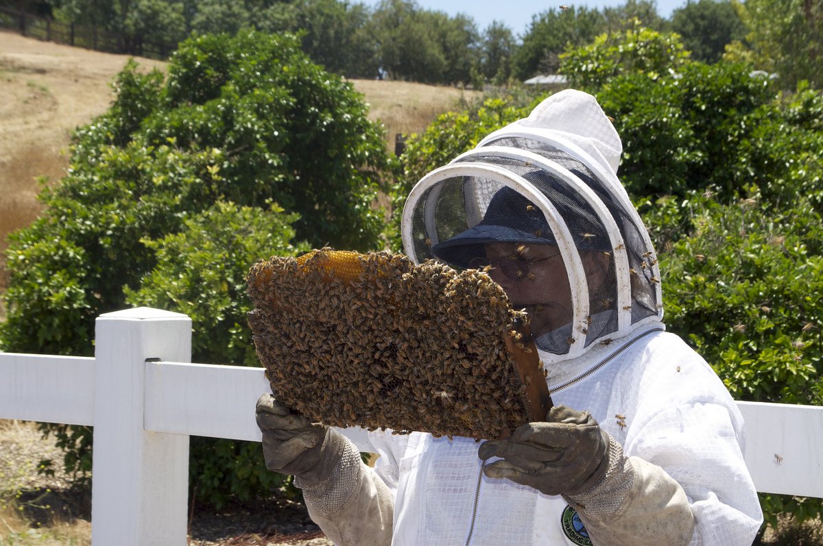 cathysuo7's tweet photo. Now she was checking the frame of the nest, and she moved closer to see how the bees were building their spleen.#beekeeping #beekeeeper https://t.co/jfMf0BE1PS
