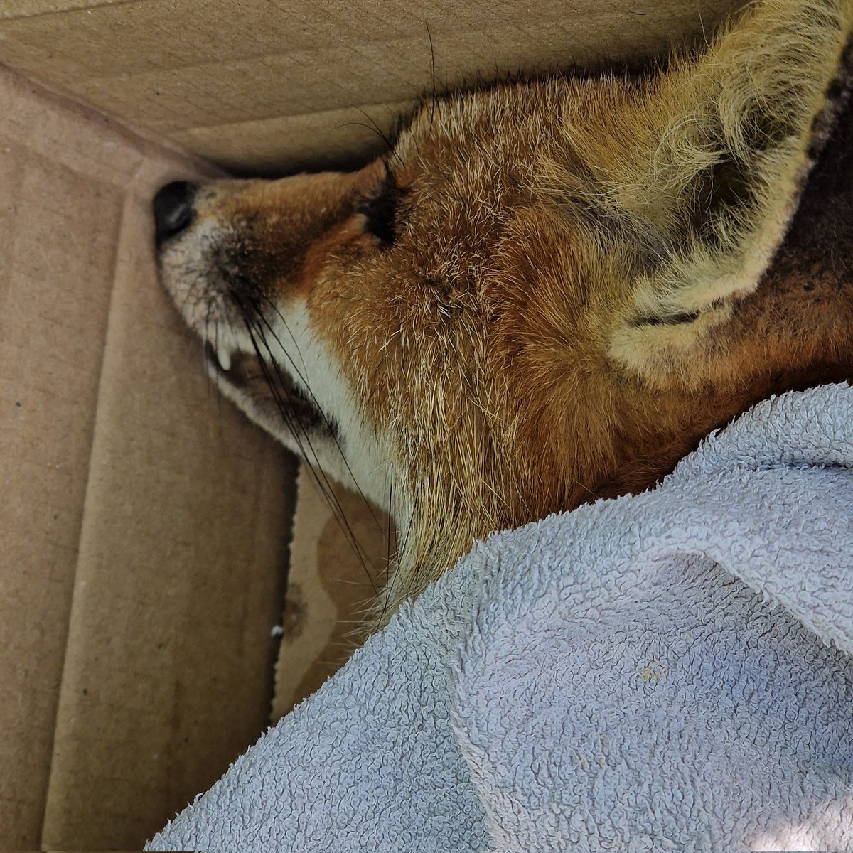 RavenSong1971's tweet photo. One of this year's kits who collapsed in my drive. She had a huge septic wound on her leg. I cleaned her wound and placed her in a box out of danger. I called our local wildlife centre but sadly, she passed last night. 
Fly high little one, may your spirit soar
🌬🖤/|\ https://t.co/AFQJbilFE9