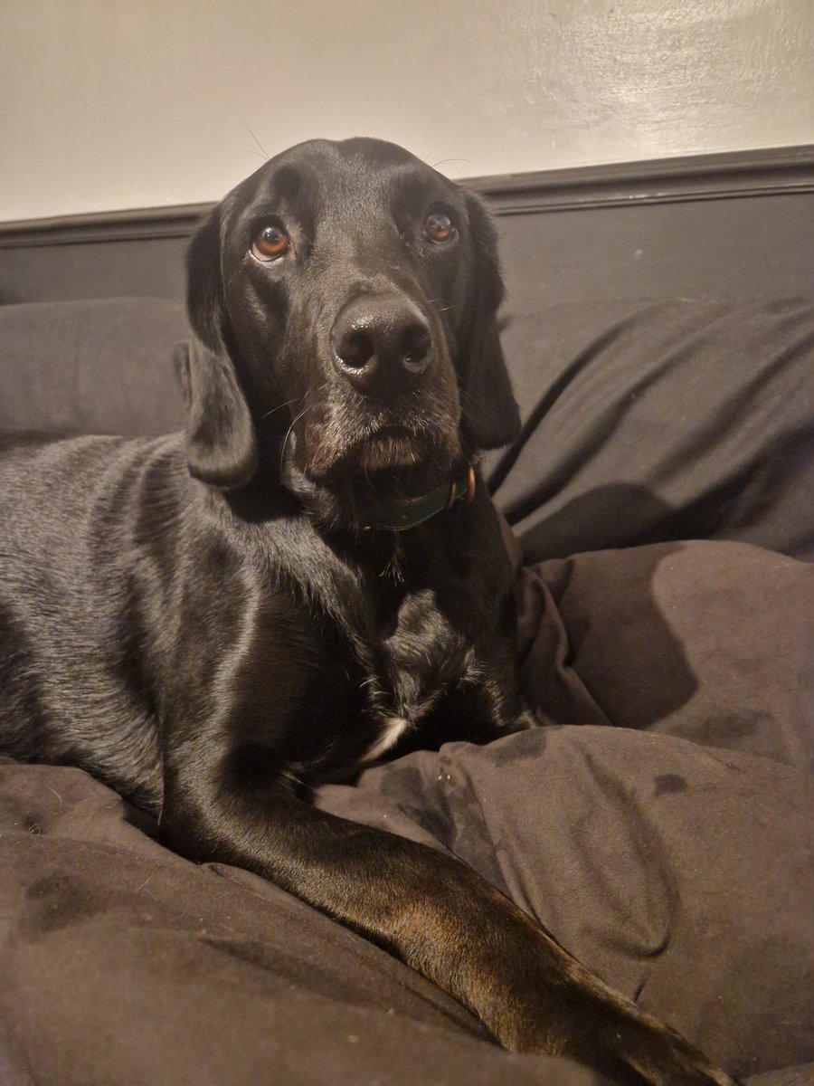 _SockDog's tweet photo. What you mean we has to do my burfday celebrations dis afternoon?

Is my burfday!! https://t.co/aWN0BTUDri