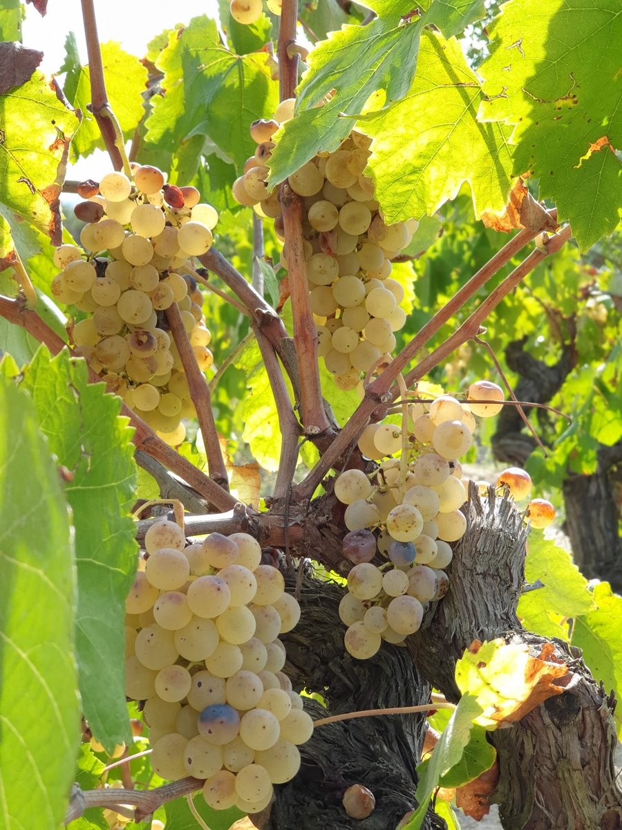 LFChannel's tweet photo. Ayer, el equipo de #LFChannel participamos en la @VeremaSolidaria 🍇, en la @FincaParera de Sant Llorenç d'Hortons, para captar fondos para la asociación @saoprat contra la pobreza y la exclusión social. ¡Qué gran experiencia 💜! https://t.co/WA8PMQywyD