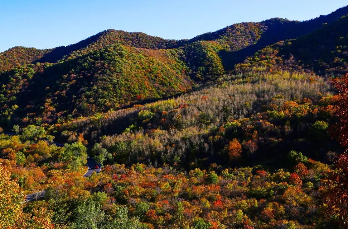 BeijingDiscover's tweet photo. Thanks to Beijing's long-term afforestation efforts, 9.22 million mu (614,667 hectares) of trees have been planted in the capital over the past two decades. 🌳🌳✅
#LastDecadeInBeijing #GreenBeijing #DualOlympicCity #BeijingDevelopment (Photo: Beijing Daily) https://t.co/UEjhRVsEH1
