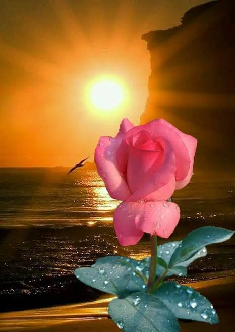 tiburón blanco tweet media