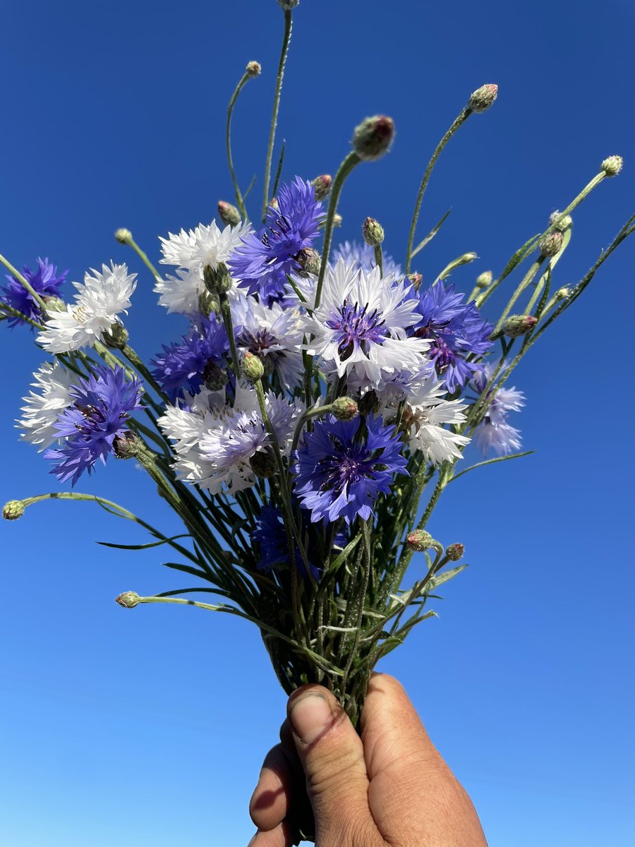 Peace be with you today x 
#queenfuneral 
#Flowers 
#gardeningtwitter