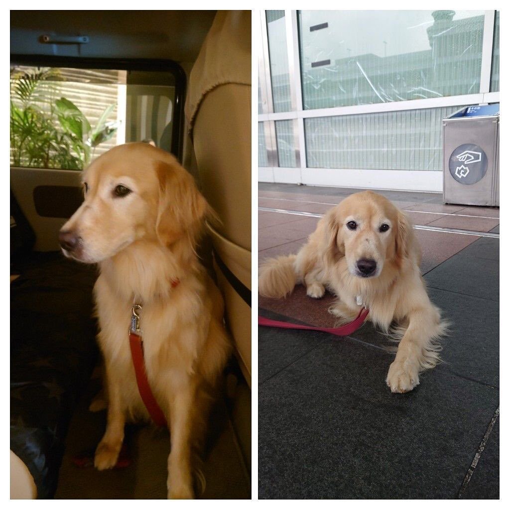 東葛ペットタクシー とうかつぺっとたくしー Tokatsu Pettaxi Twitter 東葛ペットタクシー とうかつぺっとたくしー Tokatsu Pettaxi Twitter