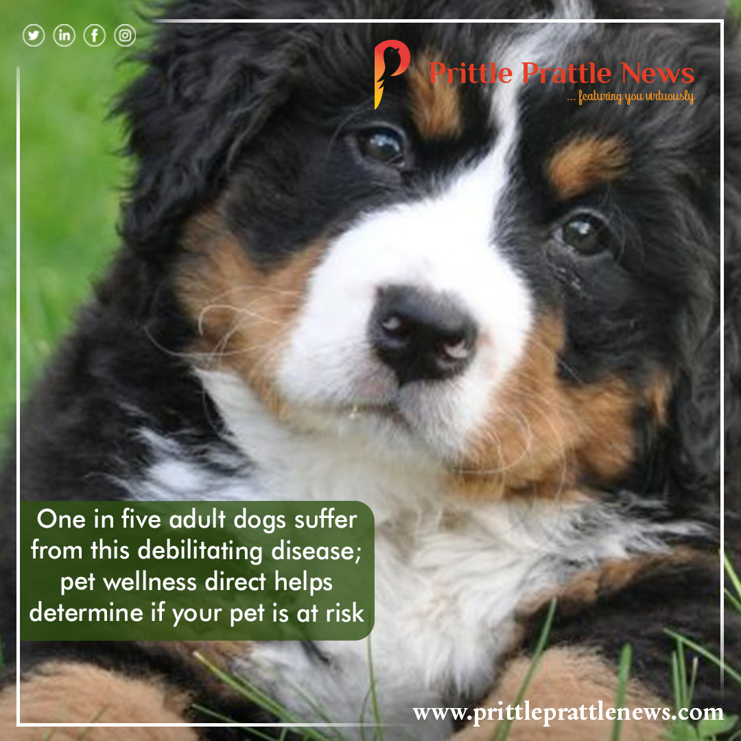 prittle_prattle's tweet photo. One in five adult dogs suffer from this debilitating disease; pet wellness direct helps determine if your pet is at risk.
#suffer #debilitating #disease #wellness #pet #petcare #risk #wellness #adult #dogs #adultdogs #petlover
@ArthritisFdn
https://t.co/7KZemO7yJB https://t.co/jitmtPHjR9