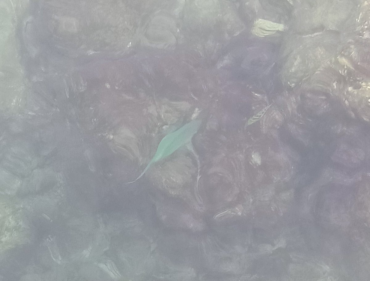 @sos59478 給你看超大隻的魚 可惜沒有帶釣竿到外島 https://t.co/696WbhHc95