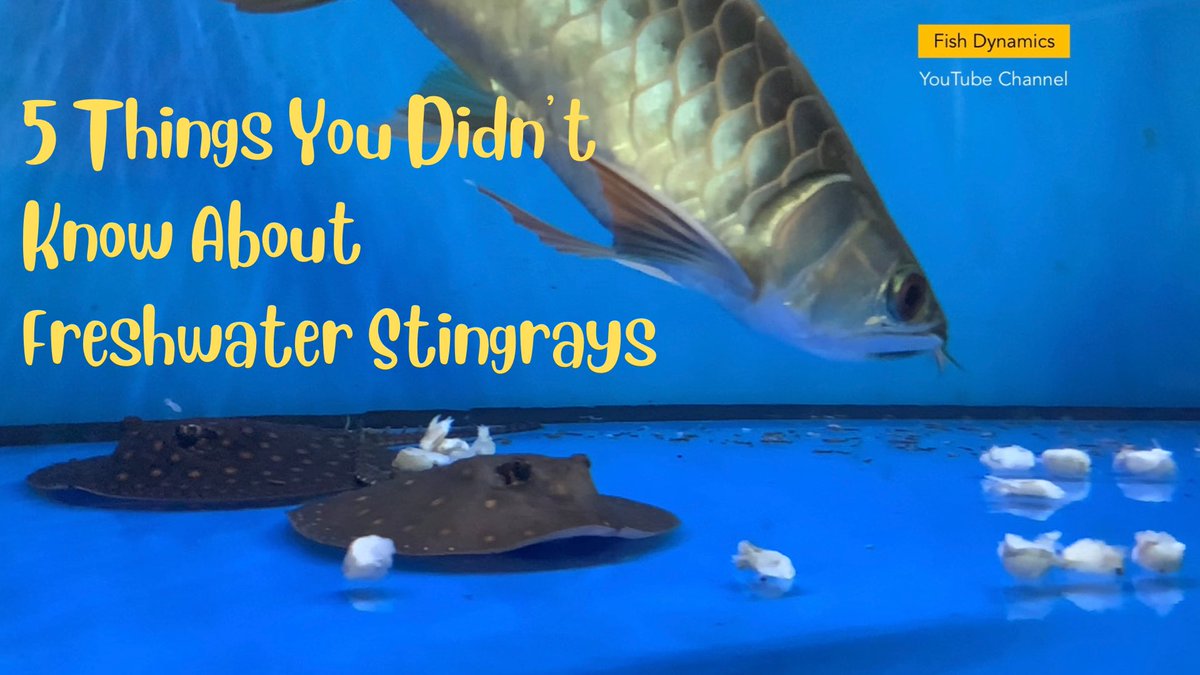 Fish_Dynamics's tweet image. youtube.com/c/FishDynamics